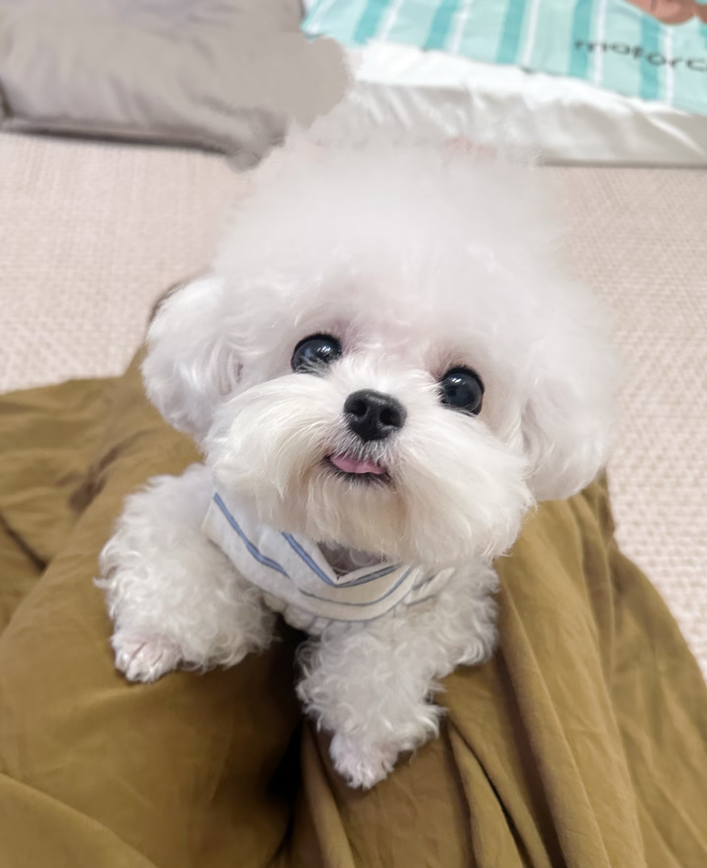 小体比熊